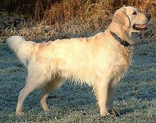 Golden Retriever specimen plate