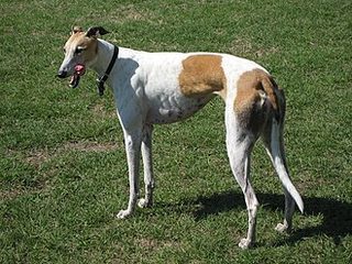 Greyhound specimen