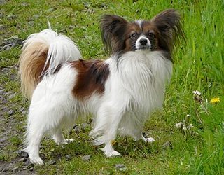 Papillon specimen