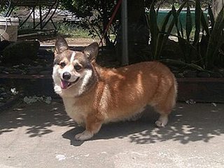 Pembroke Welsh Corgi specimen