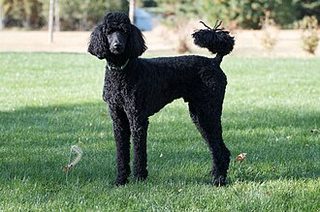 Poodle specimen